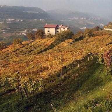 Herbststimmung in den Rebbergen der Masi Agricola