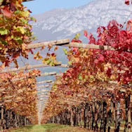 Herbstliche Stimmung in den Rebbergen der Tenuta San Leonardo