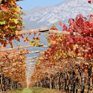 Herbstliche Stimmung in den Rebbergen der Tenuta San Leonardo
