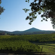 Prächtiges Wetter über den Rebbergen der Tenuta Masseto