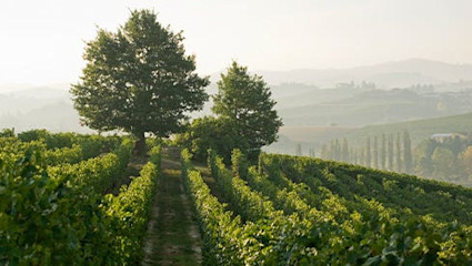Diese Region ist bekannt für ihre grossen Rotweine und weissen Spezialitäten.