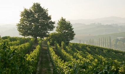 Diese Region ist bekannt für ihre grossen Rotweine und weissen Spezialitäten.