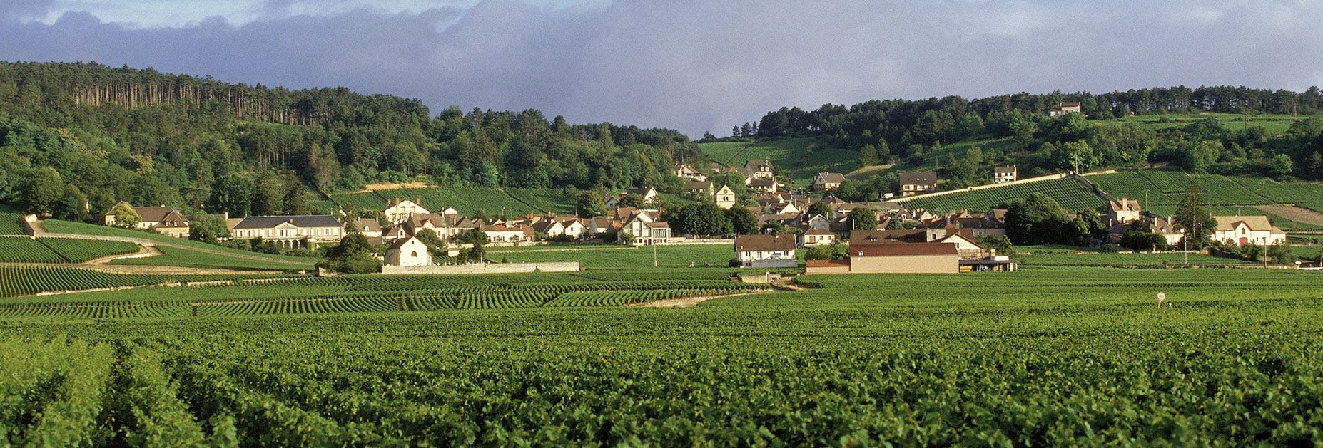 Blick über die Rebbergen der Domaine Henri Delagrange