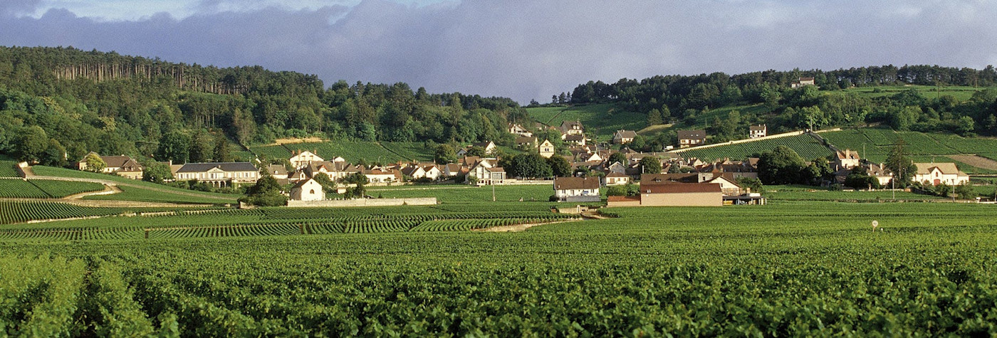Blick über die Rebbergen der Domaine Henri Delagrange