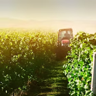 Traktor fährt durch die Rebberge von Il Poggiarello