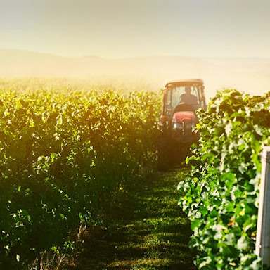 Traktor fährt durch die Rebberge von Il Poggiarello