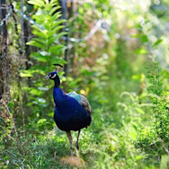 Tiere gehören bei Alois Lageder dazu: Hier zu sehen ein Pfau zwischen den Rebstöcken