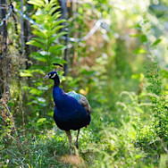 Tiere gehören bei Alois Lageder dazu: Hier zu sehen ein Pfau zwischen den Rebstöcken