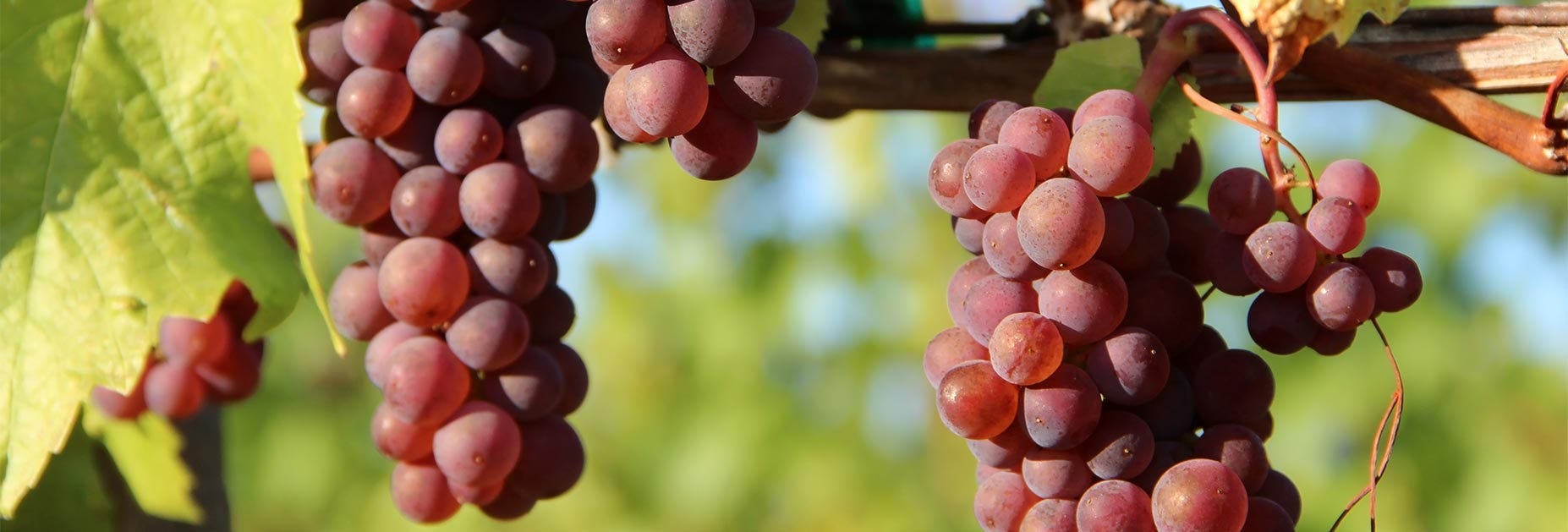 Pinot Grigio Trauben geniessen die Sonne in Italien