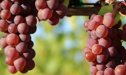Pinot Grigio Trauben geniessen die Sonne in Italien