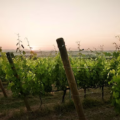 Sonnenuntergang im Rebberg der Tenuta Vallocaia, welches im Besitz der Familie Bindella ist