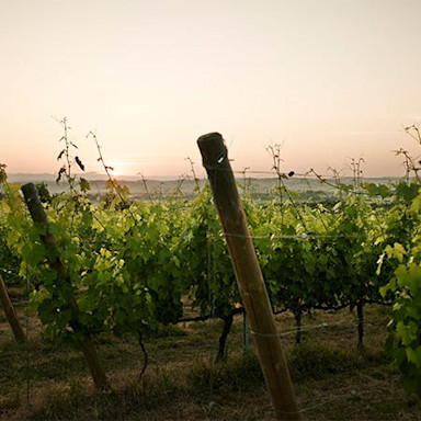 Sonnenuntergang im Rebberg der Tenuta Vallocaia, welches im Besitz der Familie Bindella ist