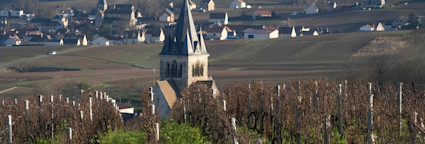 Rebberg von Jeeper in der Champagne
