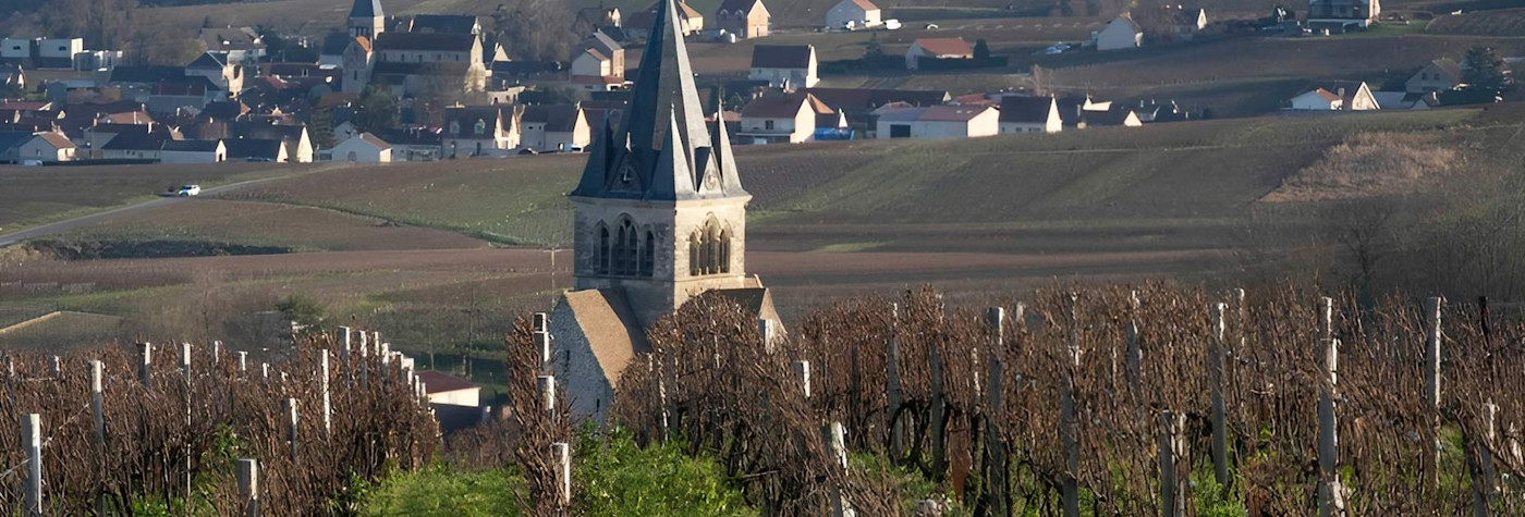 Rebberg von Jeeper in der Champagne