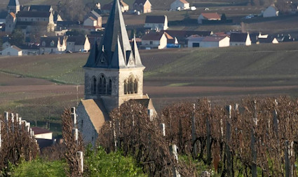 Rebberg von Jeeper in der Champagne