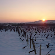 Winterstimmung über den Rebbergen der Domaine Henri Delagrange