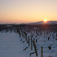 Winterstimmung über den Rebbergen der Domaine Henri Delagrange
