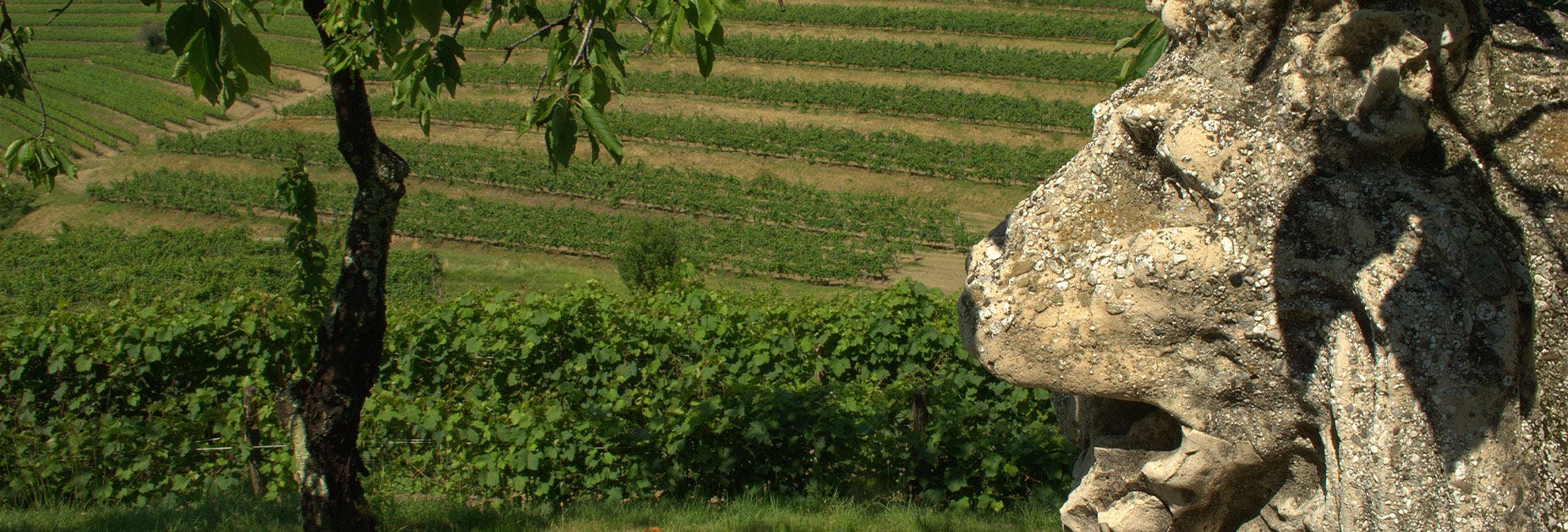 Blick von oben auf die Rebbergen von Torre Rosazza