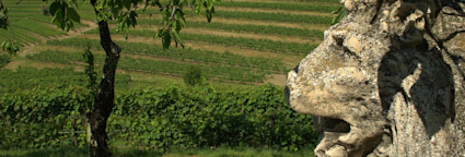 Blick von oben auf die Rebbergen von Torre Rosazza