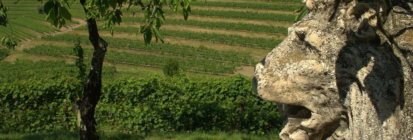 Blick von oben auf die Rebbergen von Torre Rosazza