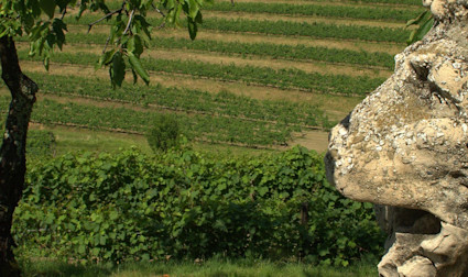 Blick von oben auf die Rebbergen von Torre Rosazza