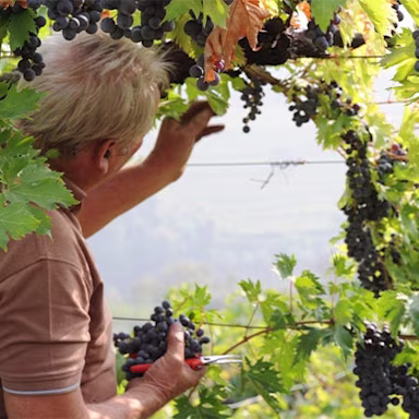 Erntehelfer lesen die reifen Trauben auf dem Weingut Ca’ La Bionda im Veneto