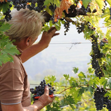 Erntehelfer lesen die reifen Trauben auf dem Weingut Ca’ La Bionda im Veneto