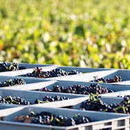 Gelesene Weintrauben bereit für die Vinifikation