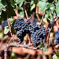 Ausgereifte Cannonau-Traube am Rebstock