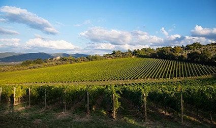 Protagonisten der Marken: die weisse Verdicchio- und die rote Montepulciano-Traube.