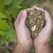 Der Önologe prüft die Bodenqualität in den Rebbergen der Tenuta Pian delle Vigne