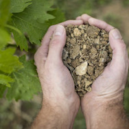 Der Önologe prüft die Bodenqualität in den Rebbergen der Tenuta Pian delle Vigne