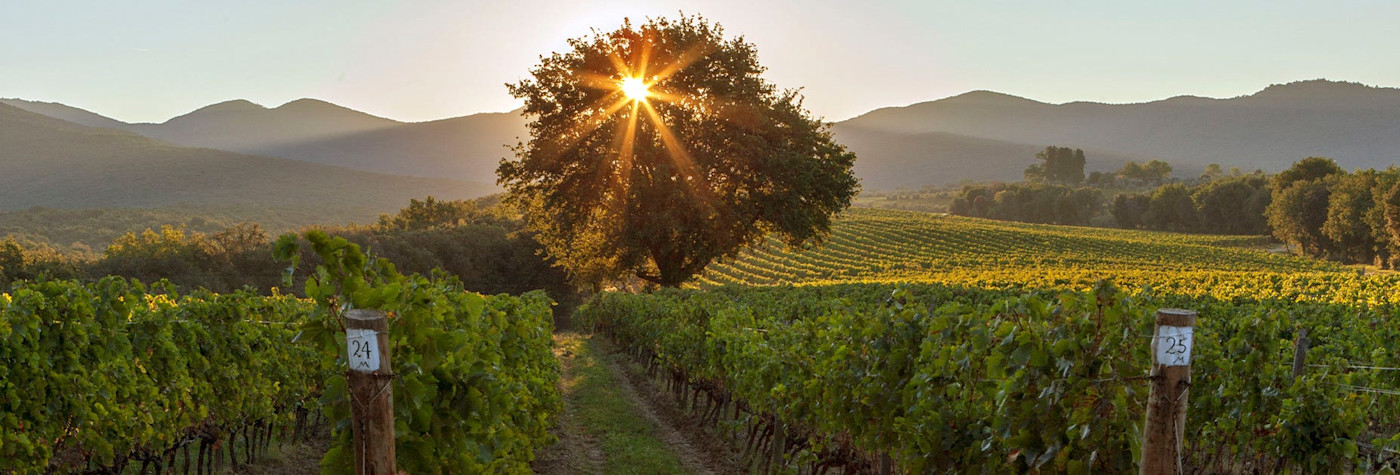 Letzte Sonnenstrahlen durch den bekannten Pinienbaum inmitten den Rebbergen von Ornellaia in der Toskana