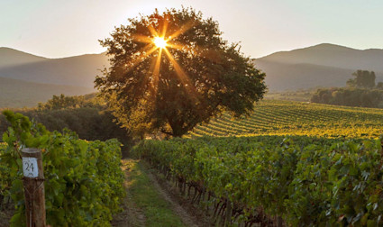 Letzte Sonnenstrahlen durch den bekannten Pinienbaum inmitten den Rebbergen von Ornellaia in der Toskana