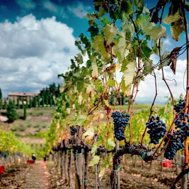 Reife rote Trauben an den Rebstöcken der Tenuta Conti Costanti