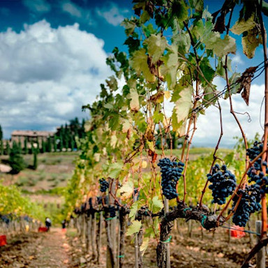 Reife rote Trauben an den Rebstöcken der Tenuta Conti Costanti