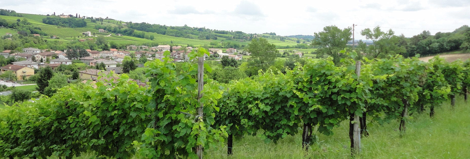 Sattgrüne Rebberge des Weinguts Col de'Salici