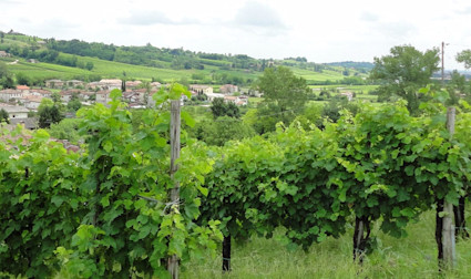 Sattgrüne Rebberge des Weinguts Col de'Salici