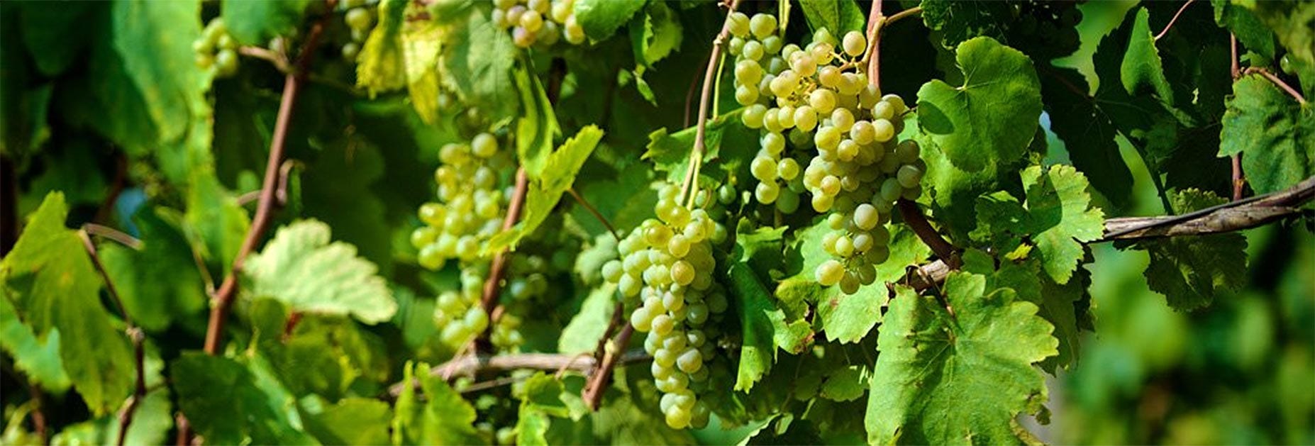 Lagrein grapes being harvested