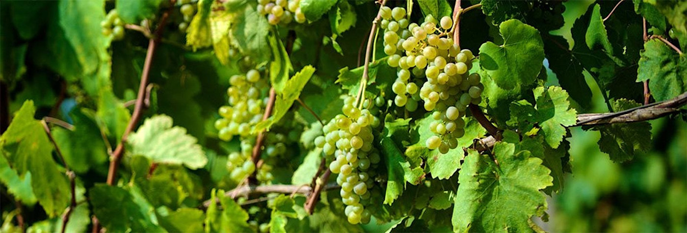 Lagrein grapes being harvested