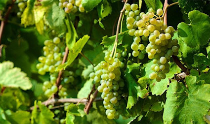 Lagrein grapes being harvested