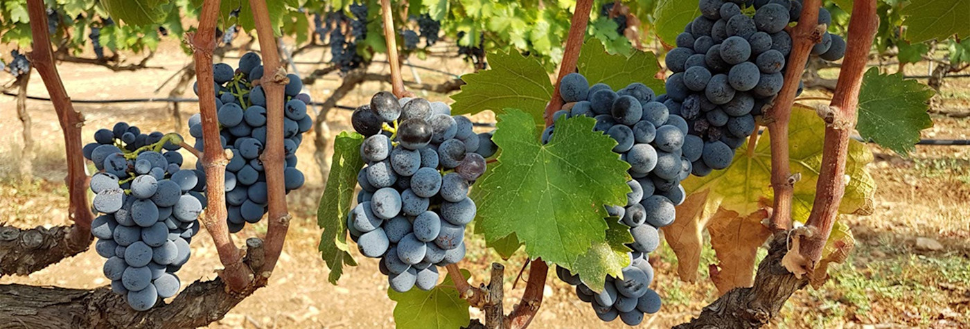 Die blaue Traube Primitivo ist im Süden Italiens zu Hause