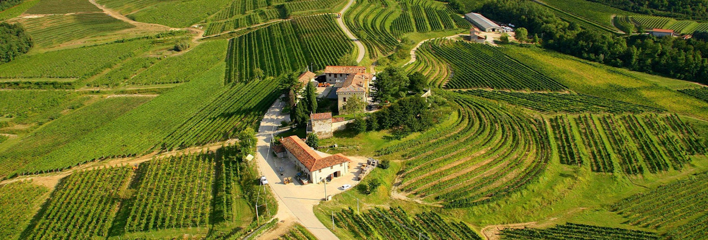 Saftig grüne Reben rund um das Weingut Eugenio Collavini