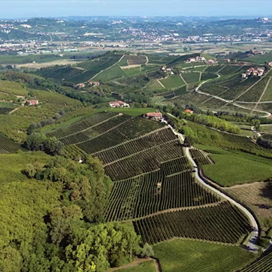 Blick auf die Nebbiolorebberge der Produttori del Barbaresco im Piemont