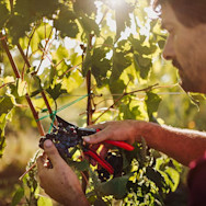 Reife Weintrauben werden geerntet