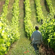 Mitarbeiter in den Rebbergen der Tenuta di Biserno