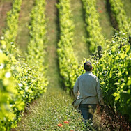 Mitarbeiter in den Rebbergen der Tenuta di Biserno