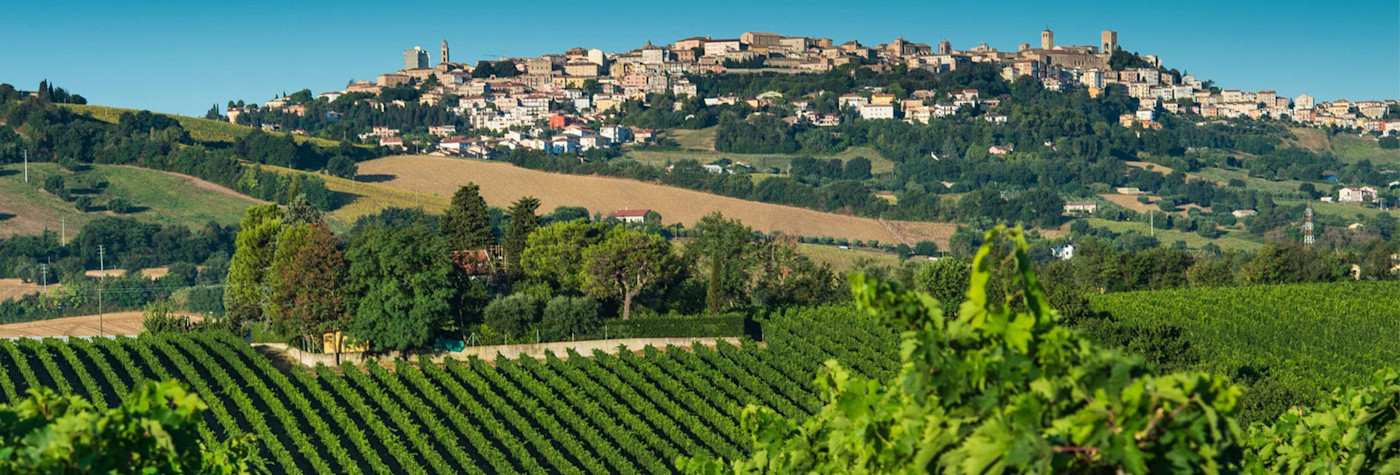 Die hügelige Landschaft in den Marken ist gemacht für tollen Weinbau