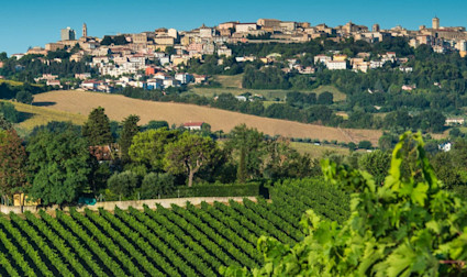 Die hügelige Landschaft in den Marken ist gemacht für tollen Weinbau