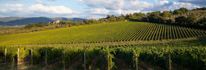 Blick über die weiten Reben des Weingutes Pèppoli in der Toskana